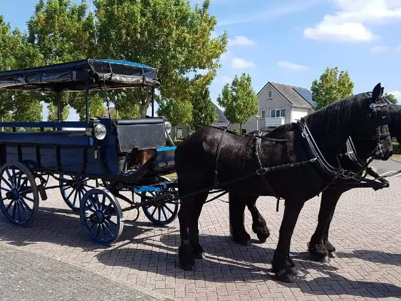 Privé Huifkar Weerribben